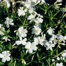 Image of moss phlox