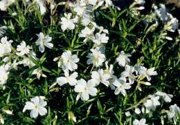 Image of phlox