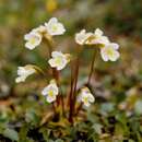 صورة Pinguicula alpina L.