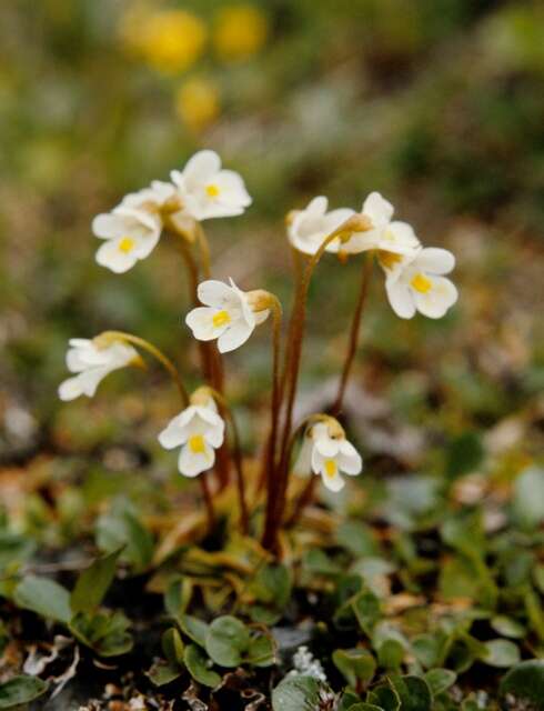 Plancia ëd Pinguicula