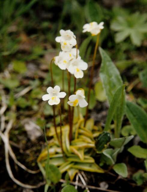 Plancia ëd Pinguicula