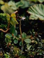 Image of Hairy Butterwort