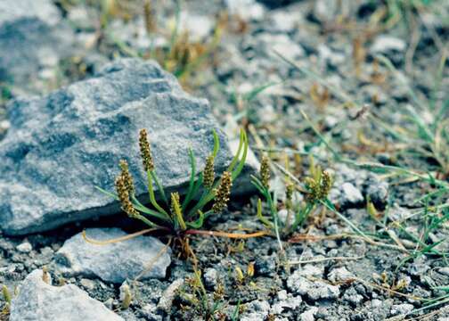 Image of Plantago tenuiflora Waldst. & Kit.