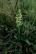 Image of Northern green orchid