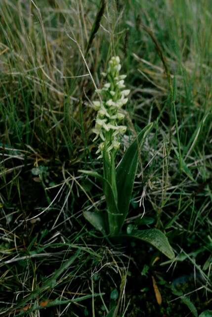 Image of Northern green orchid