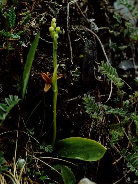 Image of bluntleaved orchid