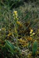 Image of bluntleaved orchid