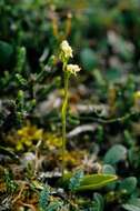 Image of bluntleaved orchid