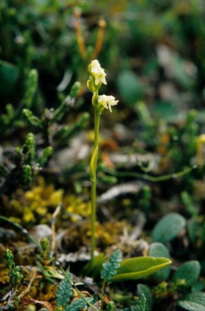 Image of bluntleaved orchid