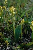 Image of bluntleaved orchid