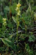 Image of bluntleaved orchid