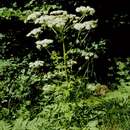 Image of Pleurospermum austriacum (L.) Hoffm.