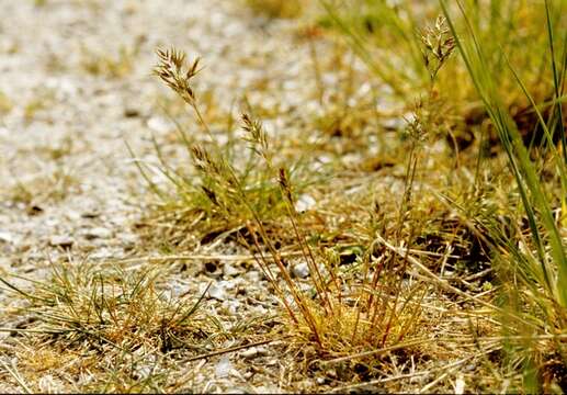 Image of Meadow Grasses