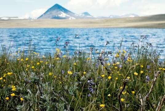 Слика од Polemonium acutiflorum Willd. ex Roem. & Schult.