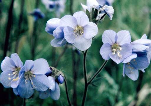 Image de Polemonium