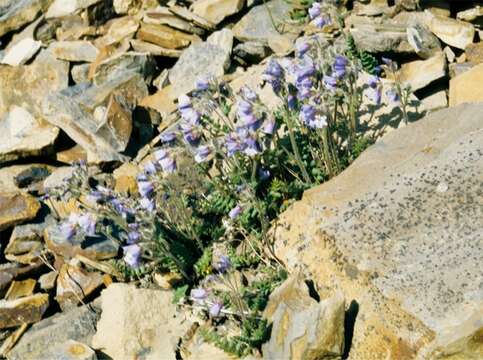 Слика од Polemonium