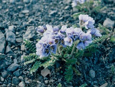 Слика од Polemonium