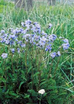 Слика од Polemonium