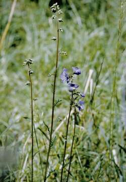 Image de Polemonium