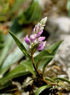 Image of Milkwort