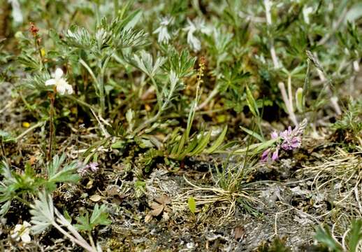 Image of Milkwort