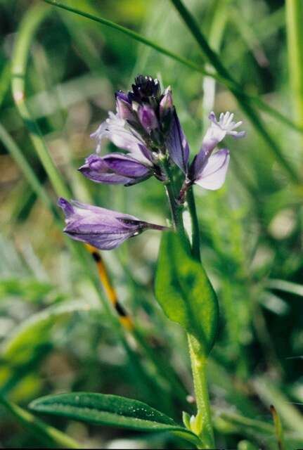 Image of Milkwort