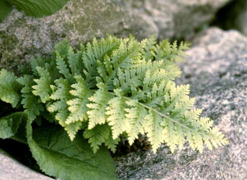 Image of Polypodioideae