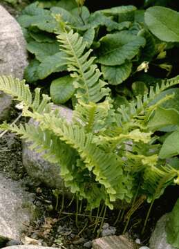 Image of Polypodioideae