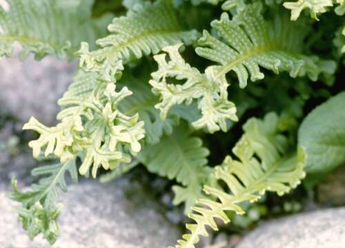 Image of Polypodioideae