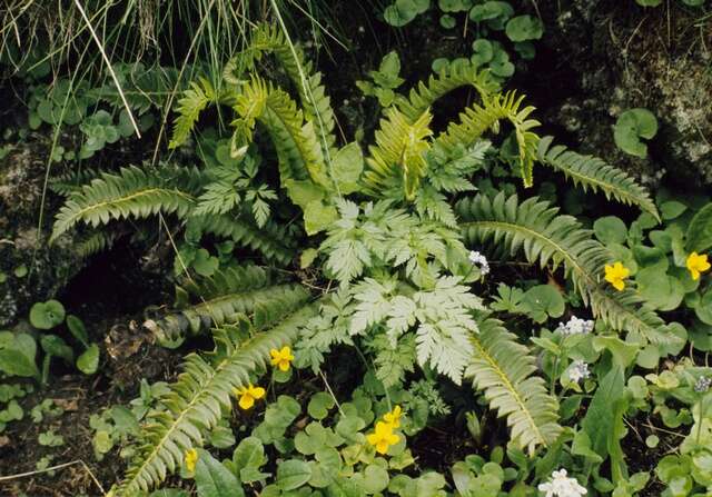 Image of hollyfern