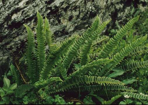 Image of hollyfern