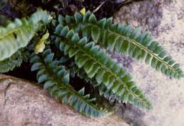 Image of hollyfern