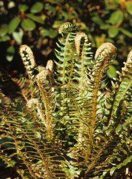 Image of hollyfern