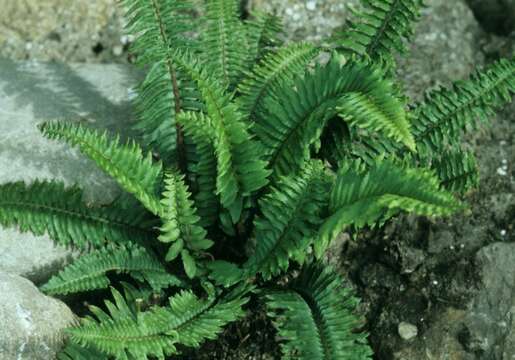 Слика од Polystichum