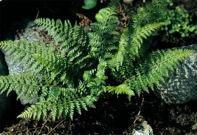 Image de Polystichum