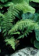 Image de Polystichum