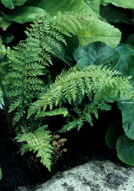 Image of hollyfern