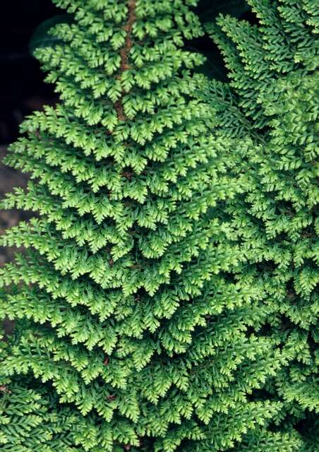 Image of hollyfern