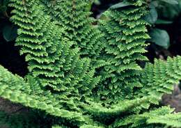 Image of hollyfern