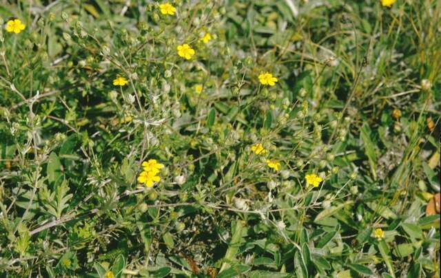 Image de <i>Potentilla <i>argentea</i></i> subsp. argentea