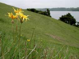 Image of salsify