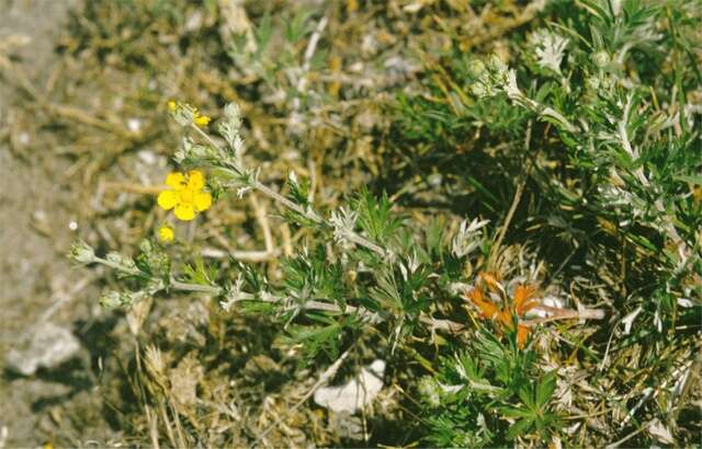 Image of <i>Potentilla <i>argentea</i></i> subsp. argentea