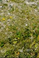 Image of silver cinquefoil