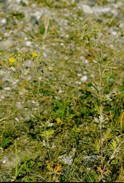 Imagem de Potentilla argentea L.