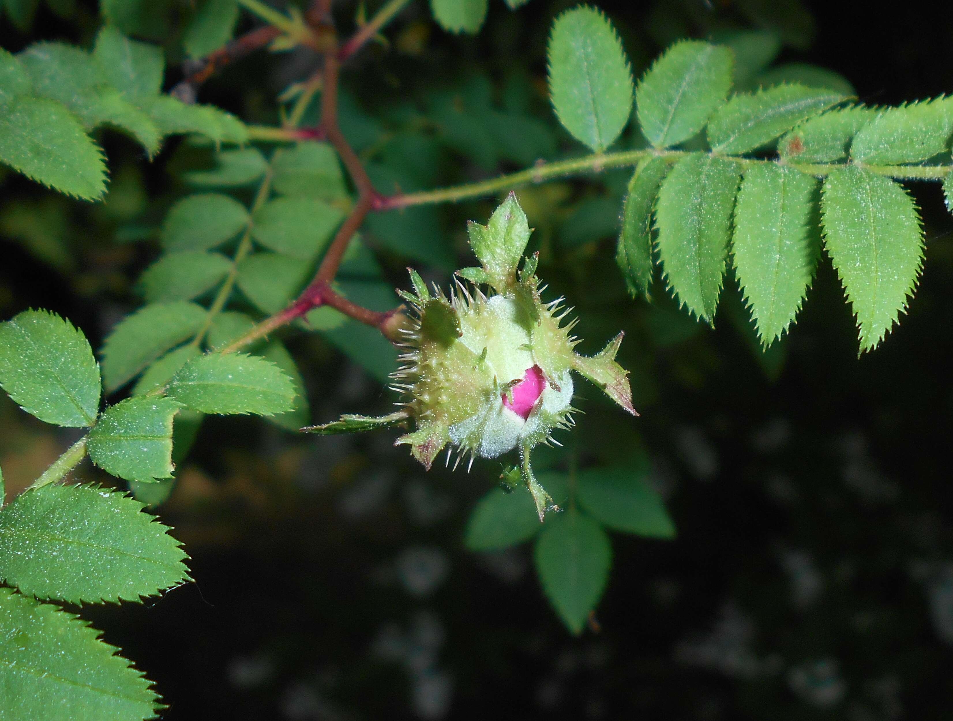 Image of chestnut rose