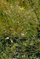 Image of silver cinquefoil