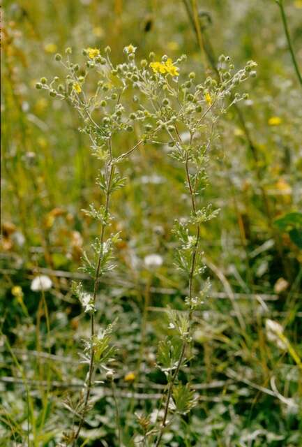 Image of silver cinquefoil