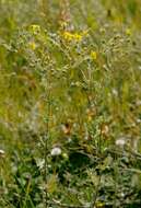 Image of silver cinquefoil