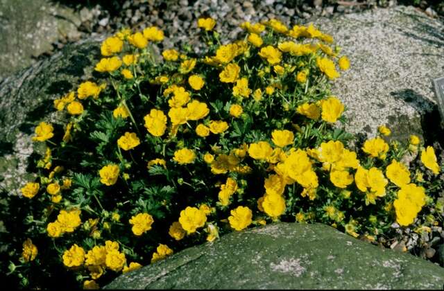 Image of Potentilla aurea L.