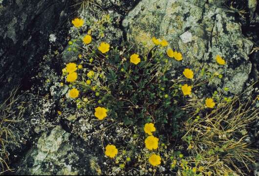 Image of Potentilla crantzii (Crantz) Beck